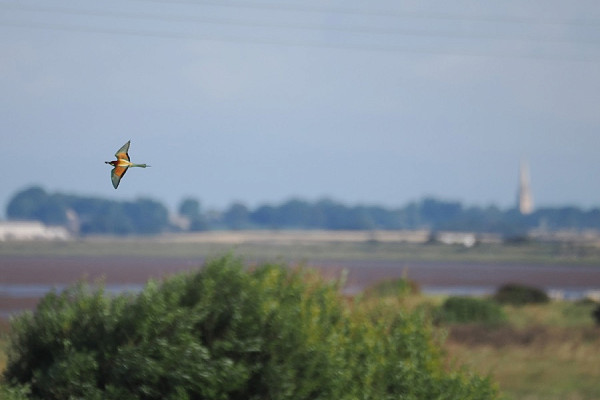 Bird sightings Saturday, 05 July 2025