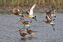 Black-tailed Godwits - Harry Appleyard.