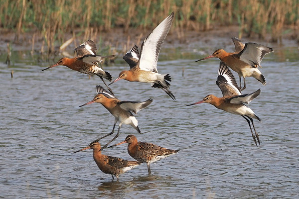 Black-tailed Godwits - Harry Appleyard.