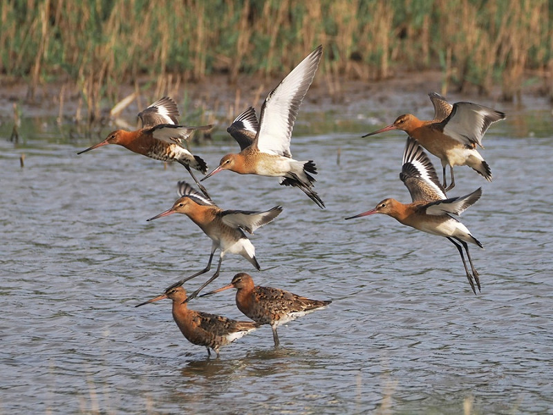 Black-tailed Godwits - Harry Appleyard.