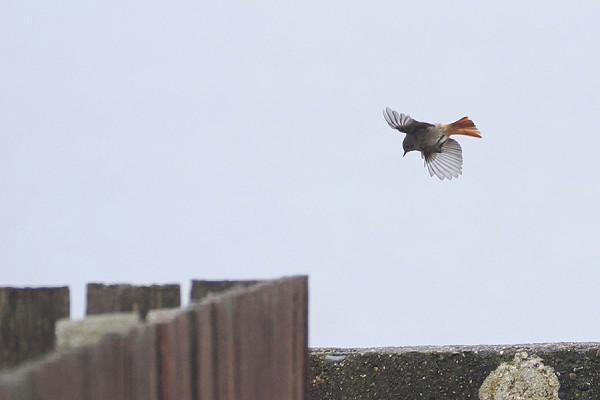 Bird sightings Monday, 10 November 2025