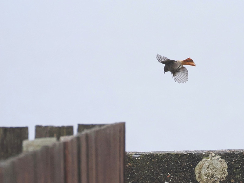 Black Redstart- Harry Appleyard.