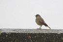 Black Redstart- Harry Appleyard.