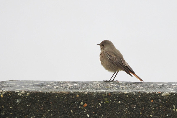 Black Redstart- Harry Appleyard.
