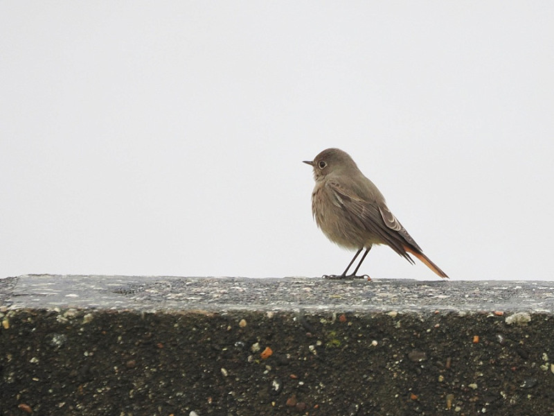 Black Redstart- Harry Appleyard.