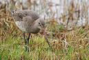 Black-tailed Godwit - Harry Appleyard.