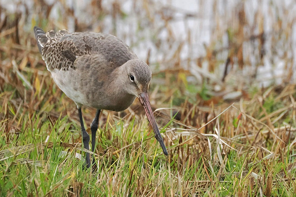 Bird sightings Sunday, 01 December 2024