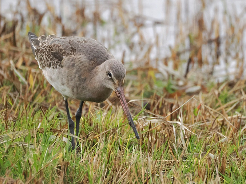 Black-tailed Godwit - Harry Appleyard.