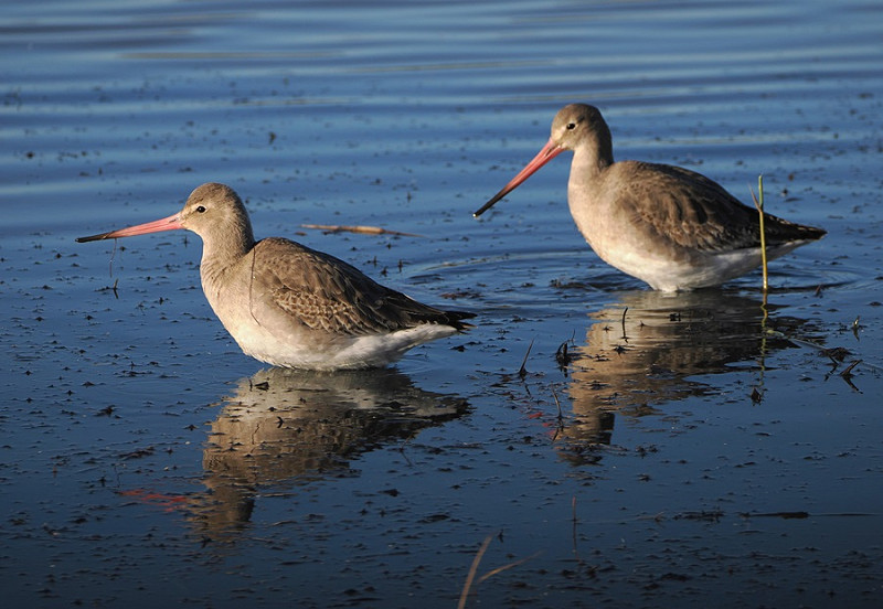 Black-tailed Godwits - Harry Appleyard.