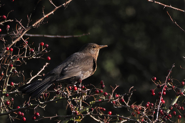 Blackbird - Harry Appleyard.