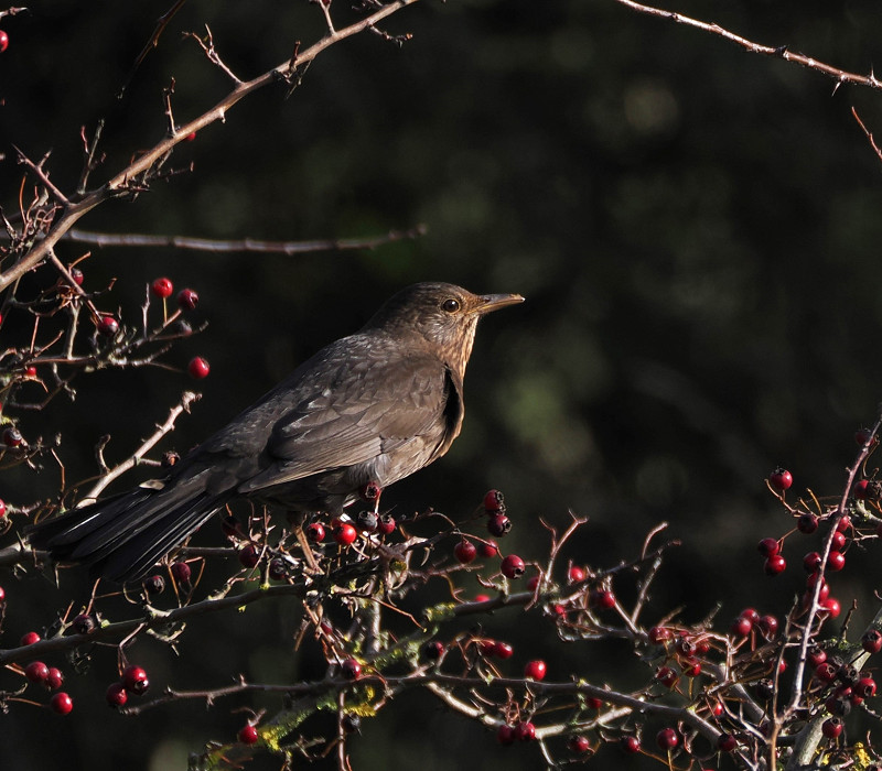 Blackbird - Harry Appleyard.