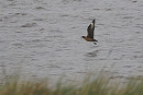 Great Skua - Harry Appleyard. creating havoc on the Humber for its 2nd day.