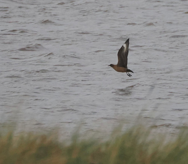 Great Skua - Harry Appleyard. creating havoc on the Humber for its 2nd day.