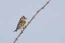 Brambling - Harry Appleyard.