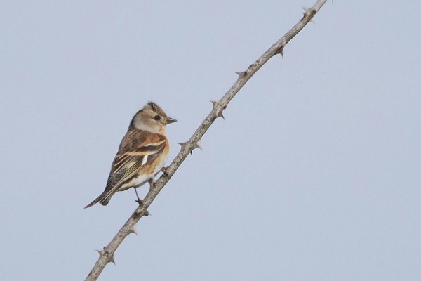 Bird sightings Sunday, 19 April 2026