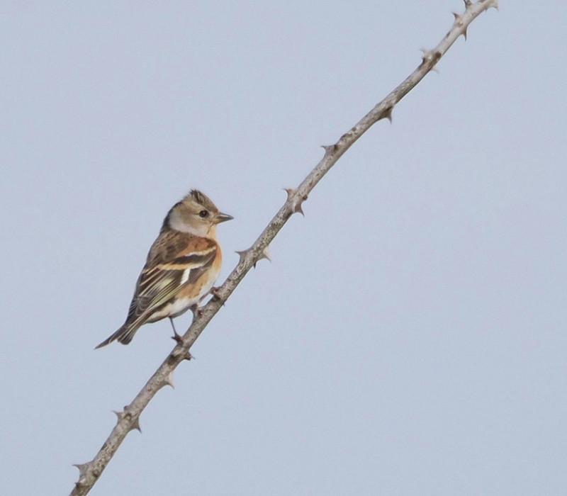 Brambling - Harry Appleyard.
