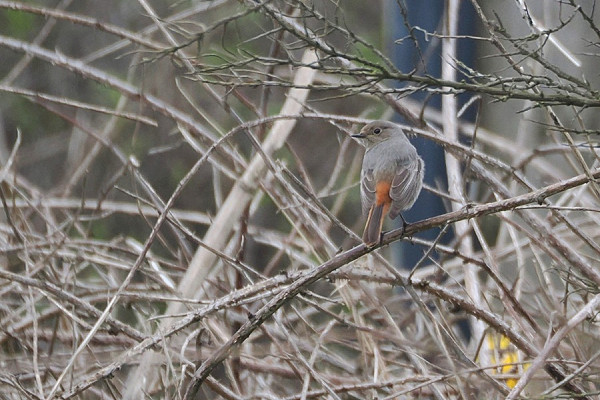 Black Redstart - Harry Appleyard.