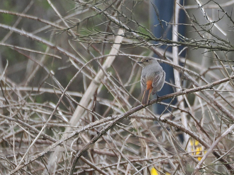 Black Redstart - Harry Appleyard.