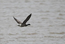 Brent Goose - Harry Appleyard.