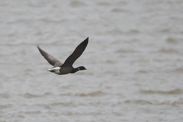 Bird sightings Tuesday, 14 July 2026