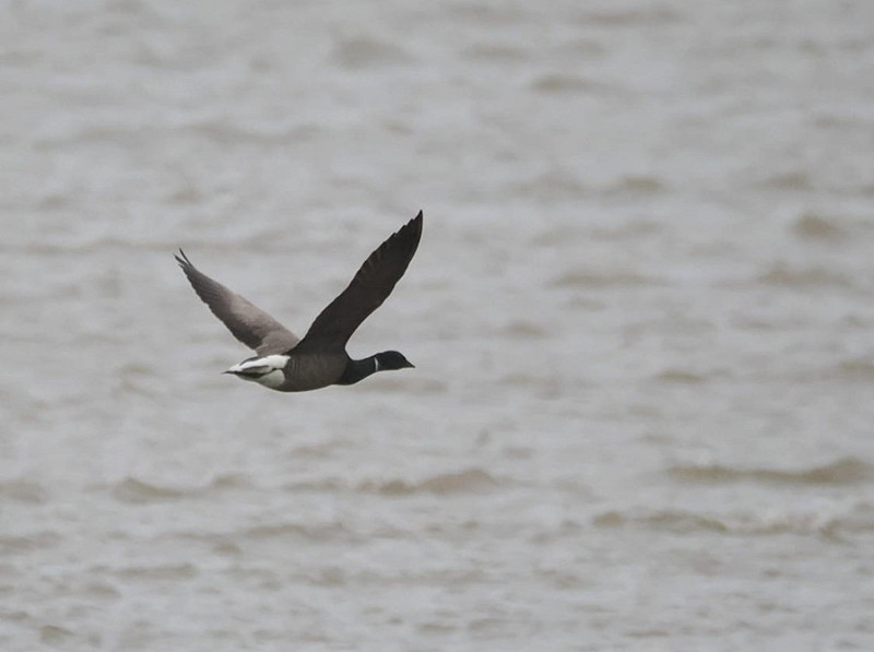Brent Goose - Harry Appleyard.
