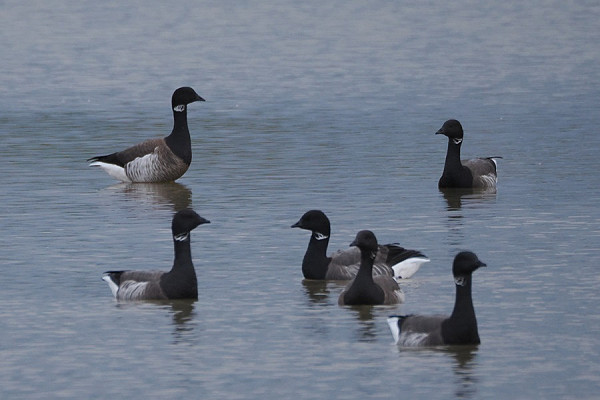 Pale-bellied Brent and Dark-bellied Brents - Harry Appleyard.