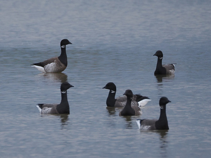 Pale-bellied Brent and Dark-bellied Brents - Harry Appleyard.