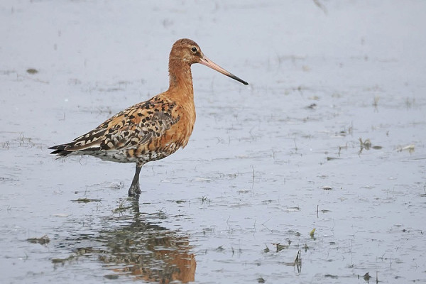 Black-tailed Godwit - Harry Appleyard.