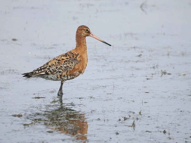 Black-tailed Godwit - Harry Appleyard.