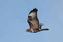 Common Buzzard - Harry Appleyard.