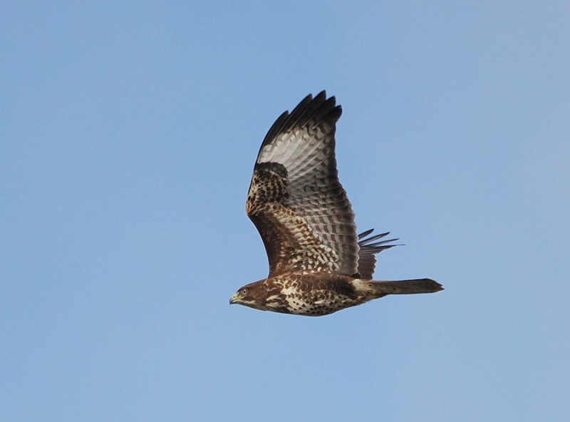 Common Buzzard - Harry Appleyard.