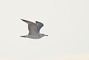 Caspian Gull - Harry Appleyard.