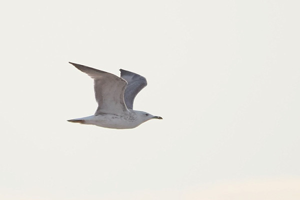 Bird sightings Thursday, 08 October 2026