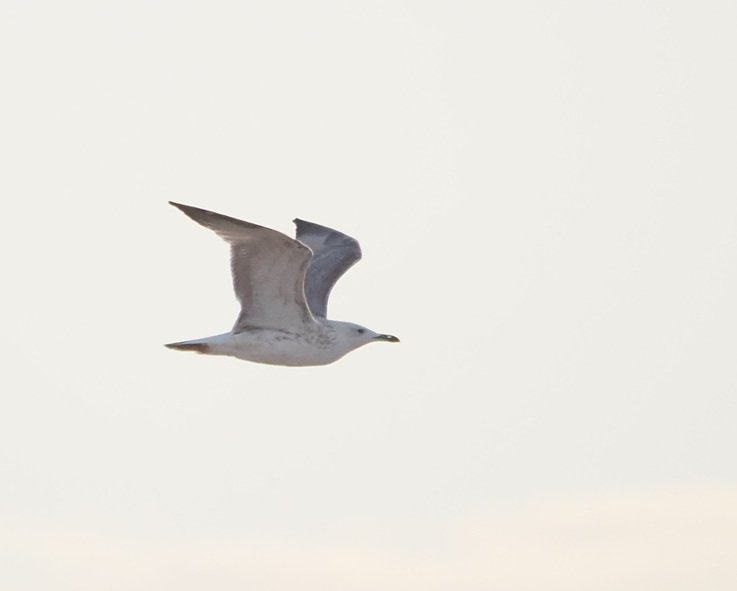 Caspian Gull - Harry Appleyard.