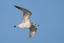 Caspian Gull - Harry Appleyard.