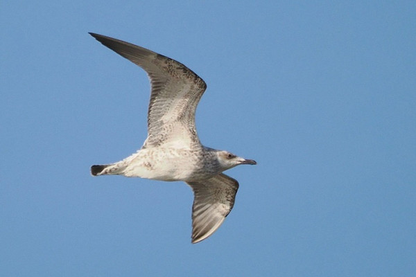 Bird sightings Thursday, 20 August 2026
