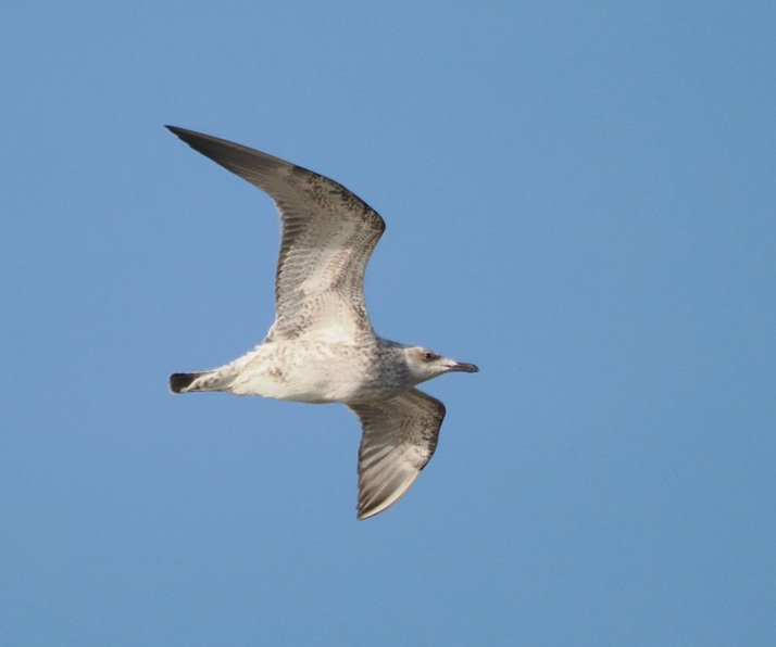 Caspian Gull - Harry Appleyard.