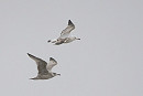 Caspian Gull with Herring Gull - Harry Appleyard.