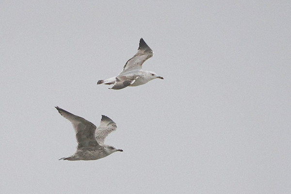 Caspian Gull with Herring Gull - Harry Appleyard.