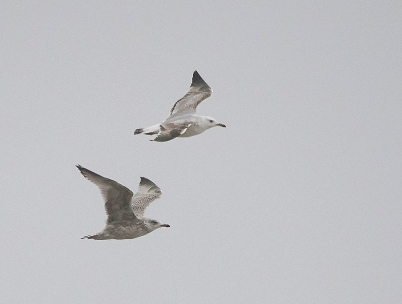 Caspian Gull with Herring Gull - Harry Appleyard.
