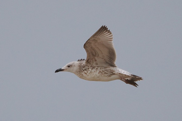 Caspian Gull - Harry Appleyard.