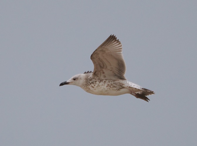 Caspian Gull - Harry Appleyard.