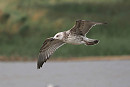 Caspian Gull - Harry Appleyard.