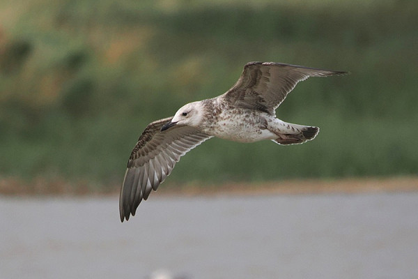 Caspian Gull - Harry Appleyard.