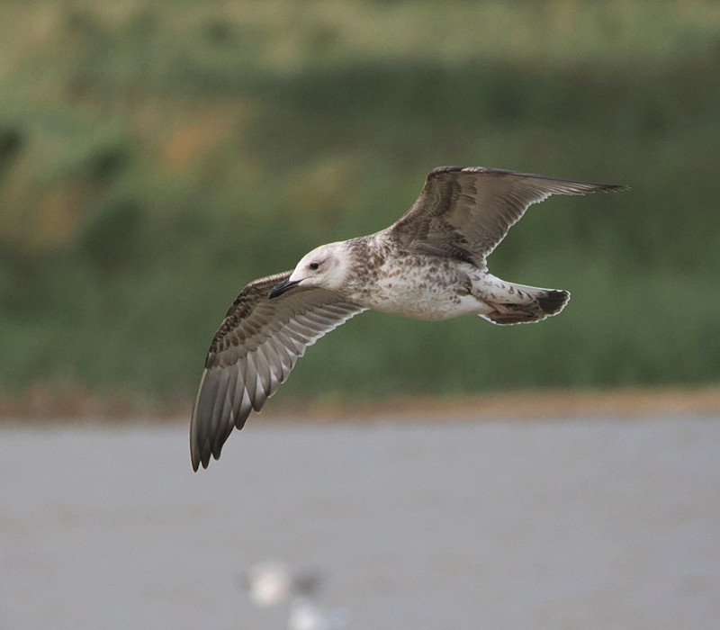 Caspian Gull - Harry Appleyard.