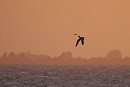 Caspian Tern over an evening Humber - Harry Appleyard.