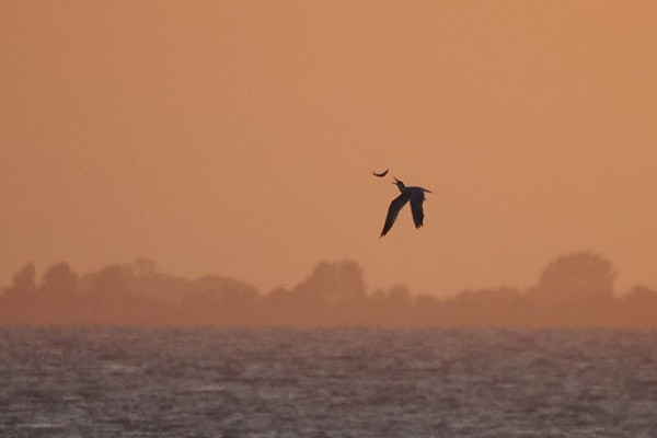 Bird sightings Wednesday, 12 August 2026