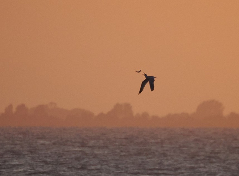 Caspian Tern over an evening Humber - Harry Appleyard.