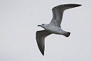 Caspian Gull - Harry Appleyard.