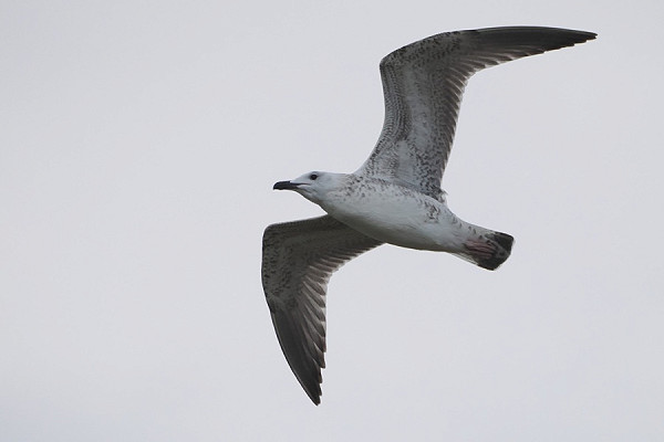 Caspian Gull - Harry Appleyard.